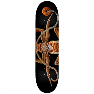 Tábua Powell Peralta Biss Marion Moth – 8.25″